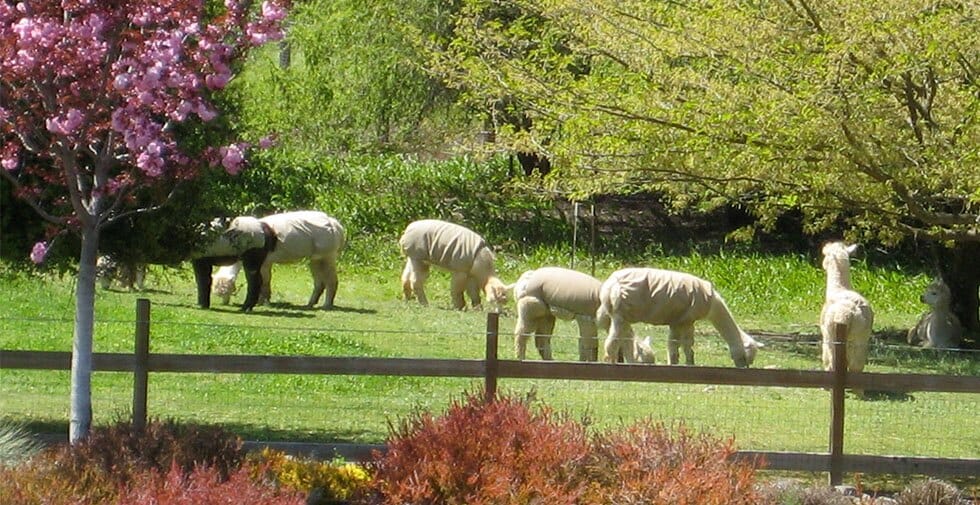 Local Yarn